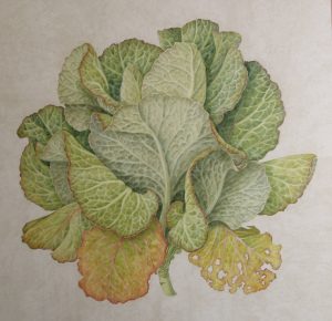 Watercolour painting of a spring cabbage