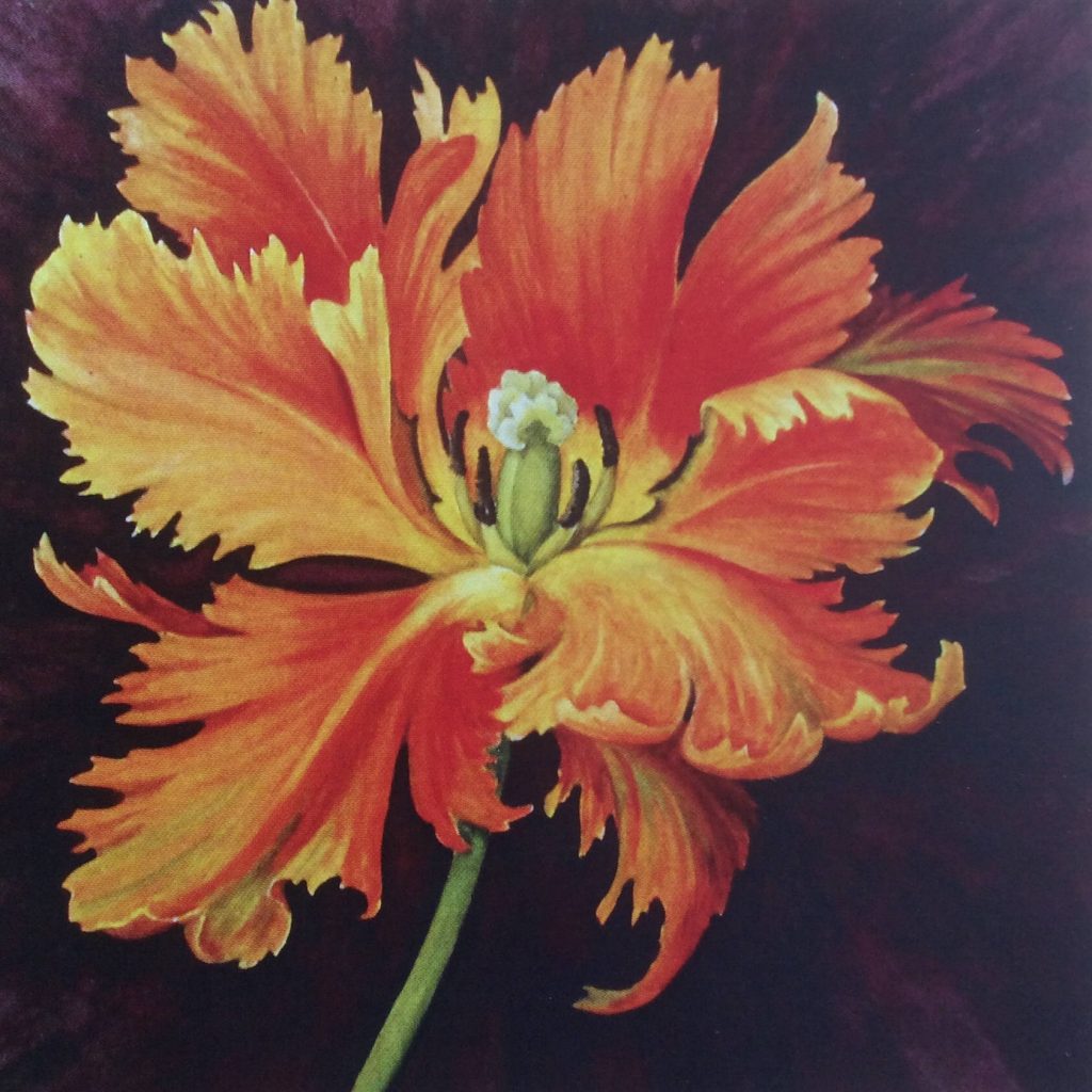 orange 'Flame @ tulip with ragged petals with a dark background