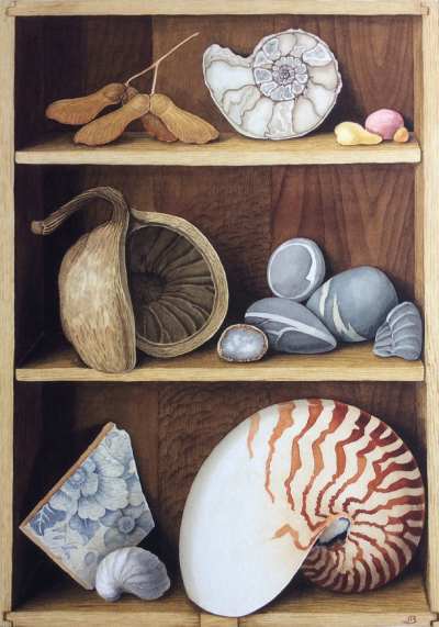 a set of three small shelves holding pebbles, seedpods and a nautilus shell
