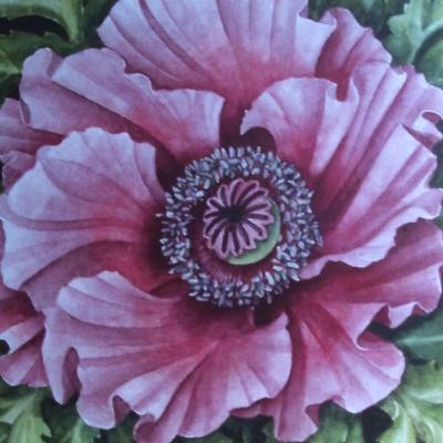 large pink poppy named 'Patty's Plum Greeting card