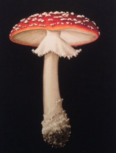 Painting of a single Red and white Fly Agaric mushroom on a black background