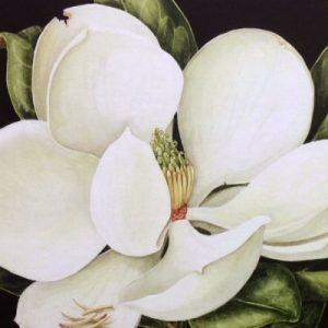 botanical painting of Magnolia Grandiflora with black background Greeting Card