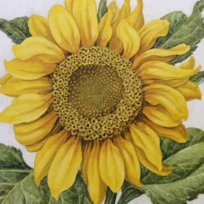 Single yellow sunflower with leaves in background