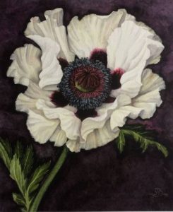 Large White Poppy flower on a dark background