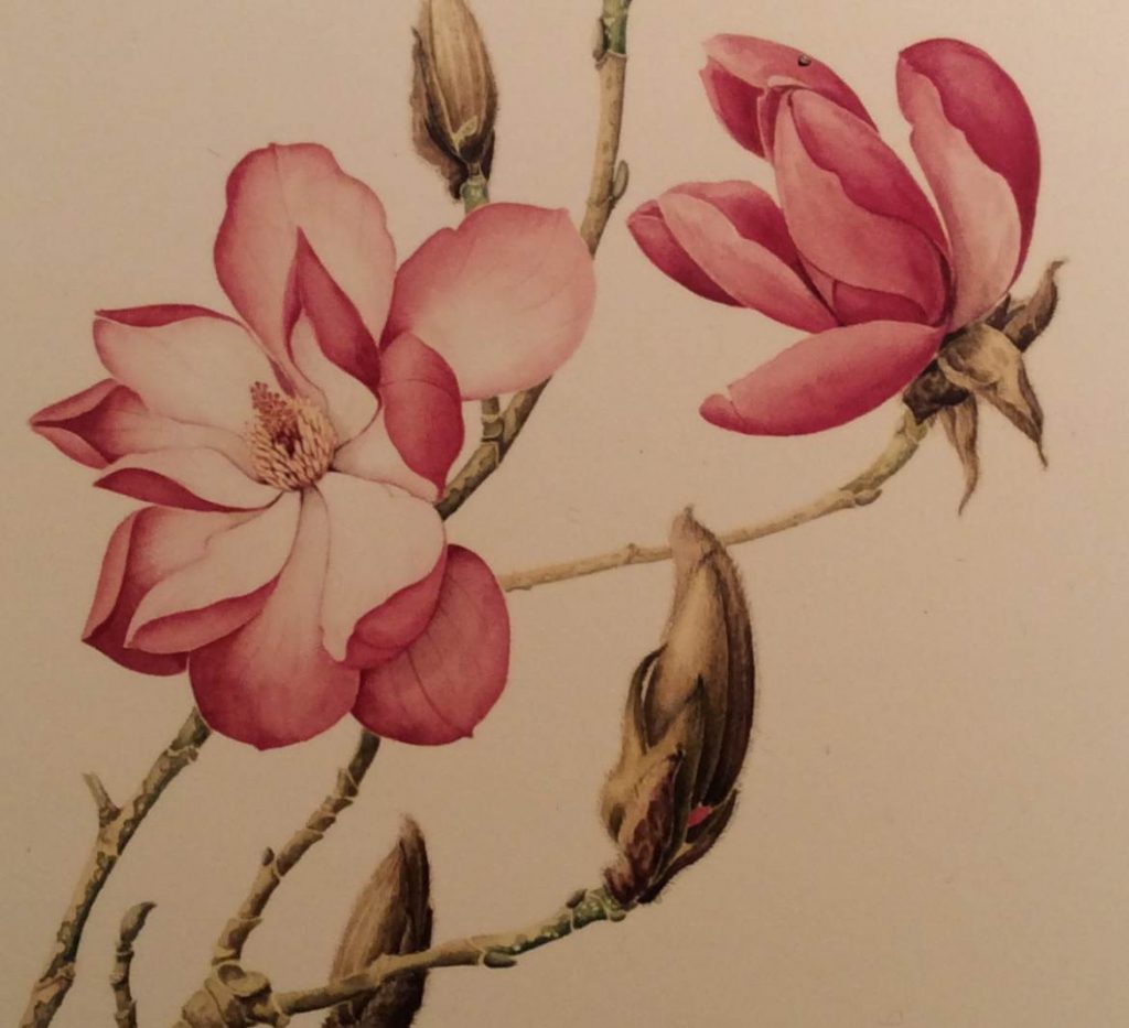 Botanical painting of Magnolia Sprengeri Diva 'Burncoose'