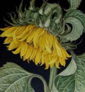 Side Portrait of a single sunflower showing Green sepals and leaves. Black background Original watercolour Sold